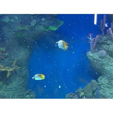 ДенсТоп ПУ 302 (DensTop PU 302) ДенсТоп ПУ 302 (DensTop PU 302)